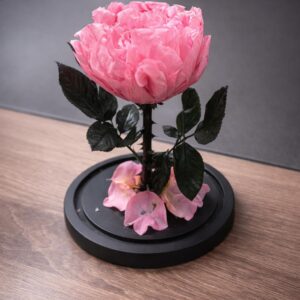 le peonie pink