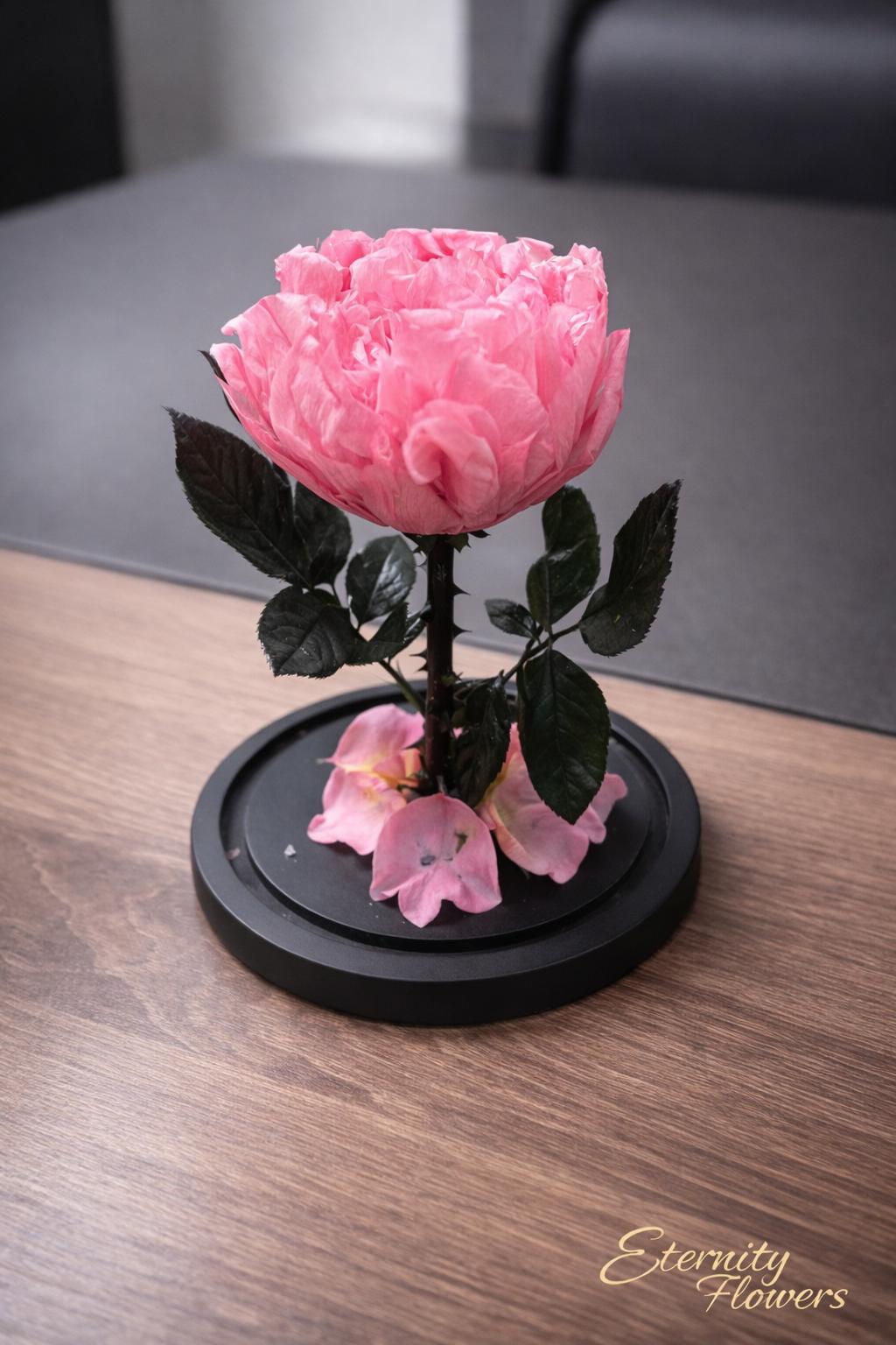 le peonie pink